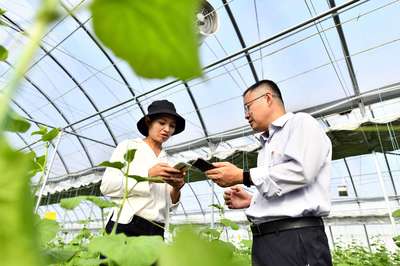 山東鄉村振興五年間 農業技術推廣的探路與擔當