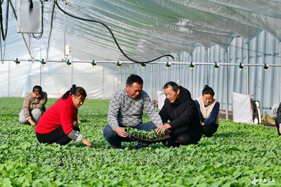 阜南田間煥新機 農技服務進大棚，科技賦能助振興