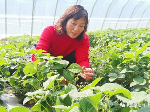 科技賦能田野，點亮現代農業新希望——專訪青島市農業技術推廣協會會長、九龍山合作社理事長李春花