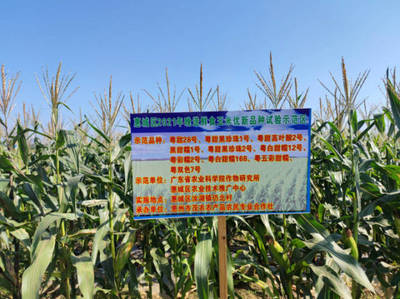 初冬農技盛會 惠城晚造玉米科研交流會在汝湖成功舉辦